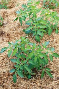 Cubiertas de mulching o acolchado en Murcia