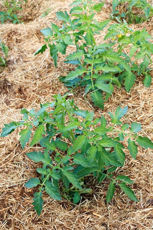 Cubiertas de mulching o acolchado en Murcia