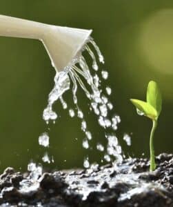 Cómo ahorrar agua sin renunciar a un jardín bonito