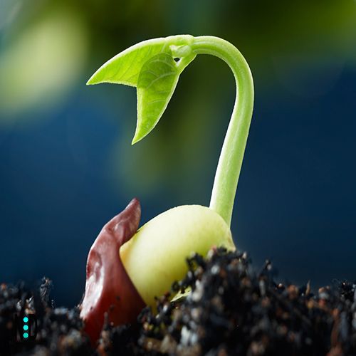 Germinación