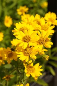 Plantas autóctonas: belleza y bajo mantenimiento