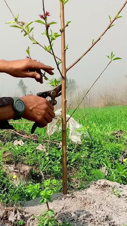 Poda de rejuvenecimiento