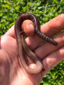 Vermicompostaje