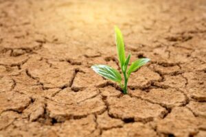 Cómo mejorar suelos pobres paso a paso