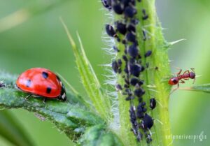 Control de plagas en jardines en Murcia