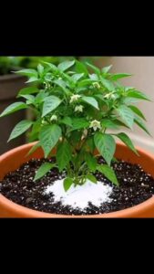 Insecticidas naturales para plantas