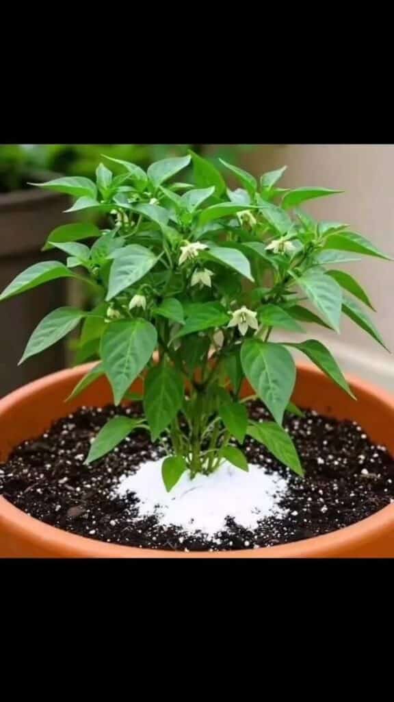 Insecticidas naturales para plantas