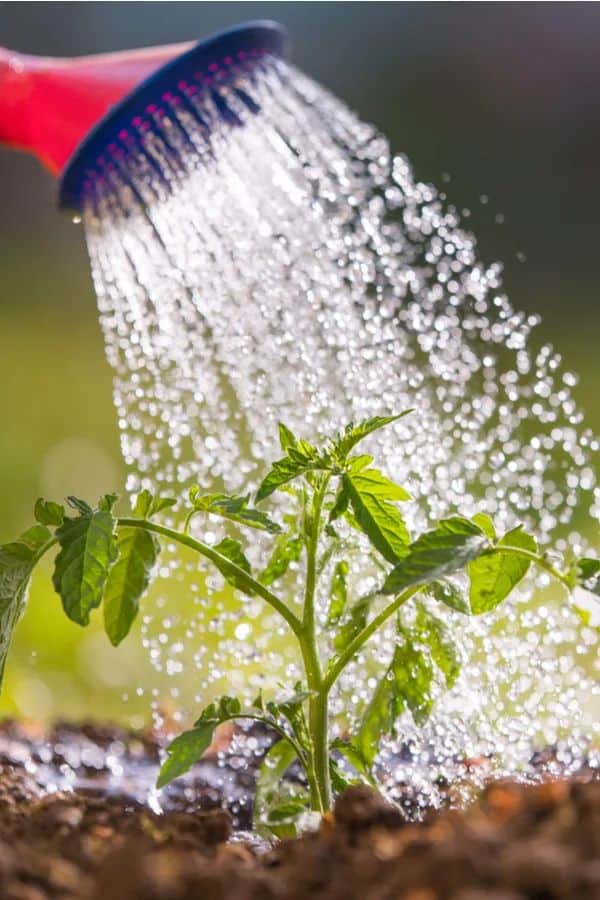 Fertilizantes